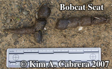 Very fresh Bobcat scat, minutes old. Photo
                      copyright by Kim A. Cabrera.
