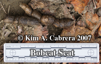 Bobcat scat. Photo copyright by Kim A.
                      Cabrera.