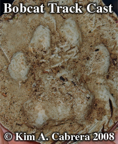 Bobcat track cast. Photo copyright 2008 by
                      Kim A. Cabrera.