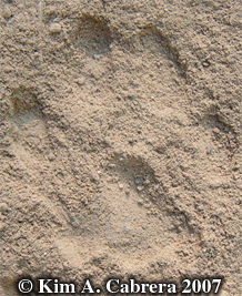Bobcat
                      track in dust. Photo copyright by Kim A. Cabrera
                      2007.