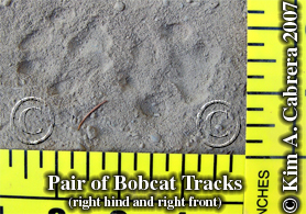 Bobcat
                      tracks in dust. Photo copyright by Kim A. Cabrera
                      2007.
