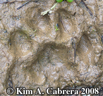 Bobcat track in mud. Photo copyright 2008 by
                      Kim A. Cabrera.