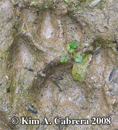 Bobcat track in mud. Photo copyright 2008 by
                      Kim A. Cabrera.