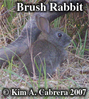 young
                    brush rabbit. Photo copyright by Kim A. Cabrera
                    2007.