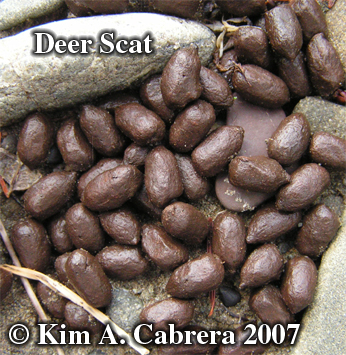 Deer scat. Photo copyright by Kim A. Cabrera
                      2007.