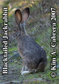 Blacktailed jackrabbit. Photo copyright by Kim
                    A. Cabrera.