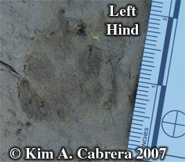 Blacktailed jackrabbit left hind track. Photo
                      copyright by Kim A. Cabrera.