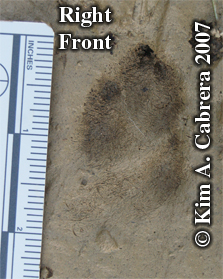 Blacktailed jackrabbit right front track. Photo
                    copyright by Kim A. Cabrera.