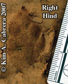 Blacktailed jackrabbit right hind track.
                      Photo copyright by Kim A. Cabrera.