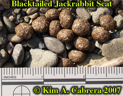 Blacktailed jackrabbit scat. Photo by Kim A.
                      Cabrera 2007.