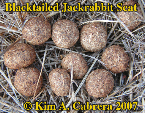Blacktailed jackrabbit scats. Photo  Kim A.
                      Cabrera 2007.