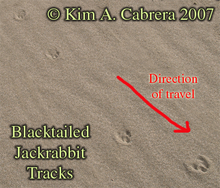 Blacktailed jackrabbit tracks. Photo by Kim
                      A. Cabrera. 2007.