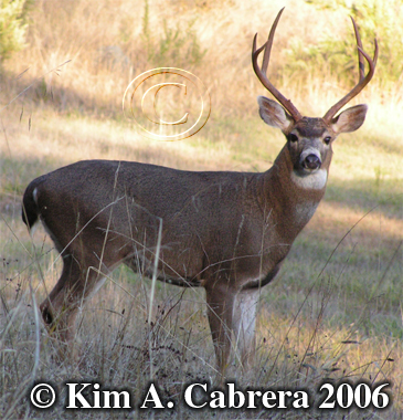 Healthy, energetic buck during rut. Photo
                    copyright by Kim A. Cabrera.