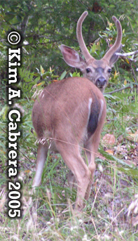 Buck with velvet antlers. Copyright by Kim A.
                    Cabrera 2005.
