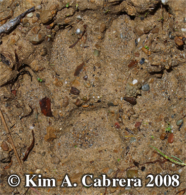 Mountain lion track in mud. Also called
                        puma, cougar, and panther. Photo copyright by
                        Kim A. Cabrera 2008.