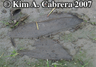 Deer
                    track showing splay of hoof due to slippage in mud.
                    Photo copyright by Kim A. Cabrera.