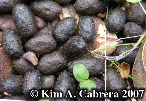 Blacktailed deer scat. Photo copyright by Kim
                      A. Cabrera 2007. Do not use without permission.