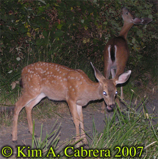 Blacktailed
                      deer fawn. Photo © Kim A. Cabrera 2007