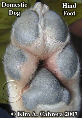 Domestic
                    dog hind foot. Photo copyright by Kim A. Cabrera
                    2007.