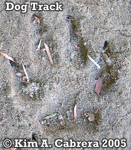 Dog track. Copyright by Kim A. Cabrera 2005.