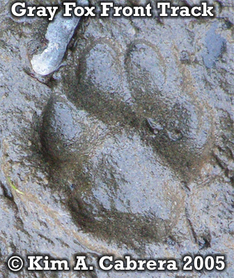 Gray
                    fox front track. Photo copyright by Kim A. Cabrera
                    2005.