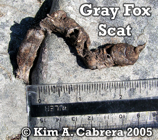 Gray fox
                  scat. Photo copyright by Kim A. Cabrera 2005.