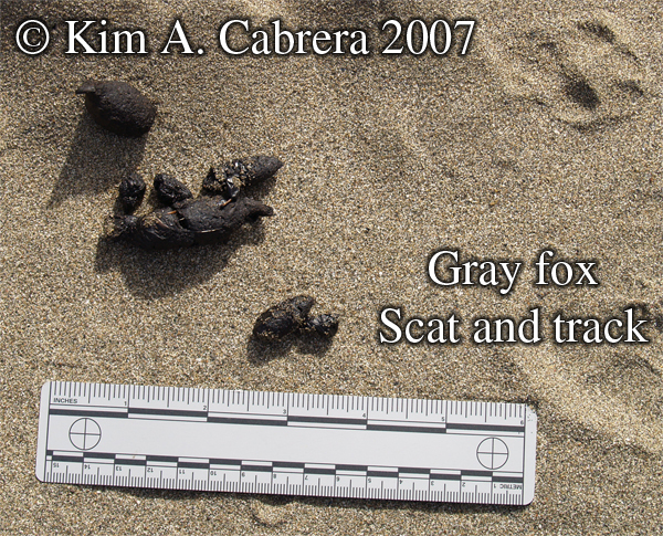 Gray
                    fox track and scat. Photo by Kim A. Cabrera 2007.