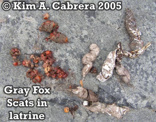 Gray
                    fox scat latrine. Photo copyright by Kim A. Cabrera
                    2005.