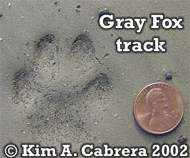 Gray fox
                    track. Photo copyright by Kim A. Cabrera 2002.