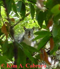 Gray
                      squirrel in tree. Photo by Kim A. Cabrera 2002.