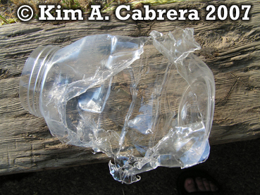 Black bear feeding on a jelly jar. Photo
                          copyright by Kim A. Cabrera 2007.