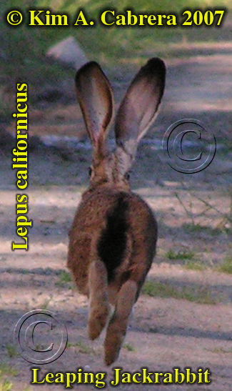 Blacktailed jackrabbit leaping. Photo by Kim
                      A. Cabrera. 2007