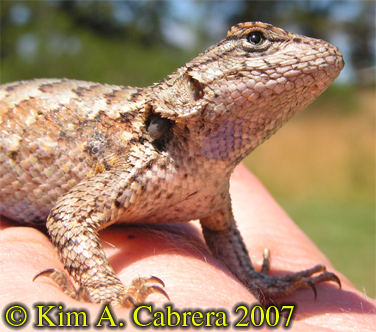 Lizard
                        with tick in neck. Photo copyright by Kim A.
                        Cabrera. 2007.