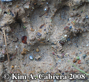 Mountain lion track in mud. Also called
                          puma, cougar, and panther. Photo copyright by
                          Kim A. Cabrera 2008.