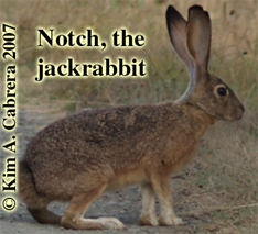 Photo of
                      Notch, the jackrabbit, by Kim A. Cabrera.
                      Copyright 2007. Do not use without permission.