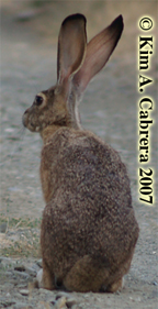 Photo of
                      Notch, the jackrabbit, by Kim A. Cabrera.
                      Copyright 2007. Do not use without permission.
