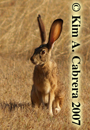 Photo
                      of Notch, the jackrabbit, by Kim A. Cabrera.
                      Copyright 2007. Do not use without permission.
