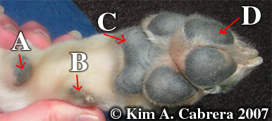 Domestic
                    dog foot. Photo copyright by Kim A. Cabrera 2007.