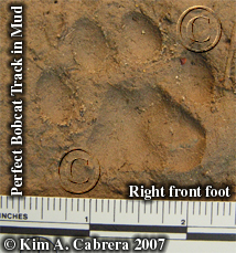 Perfect Bobcat track. Photo copyright by Kim
                      A. Cabrera 2007.