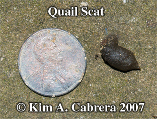 California valley quail scat. Photo copyright
                    by Kim A. Cabrera 2007.