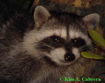 Raccoon in tree. Phpto by Kim A. Cabrera 2002