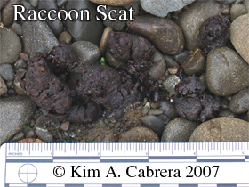 Raccoon
                      scat. Photo by Kim A. Cabrera 2007.