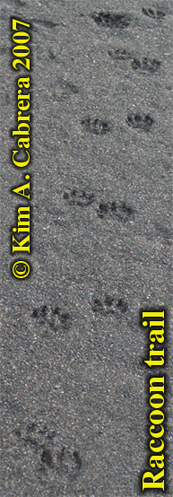 Raccoon
                    trail in sand, showing perfect gait. Photo by Kim A.
                    Cabrera 2007.