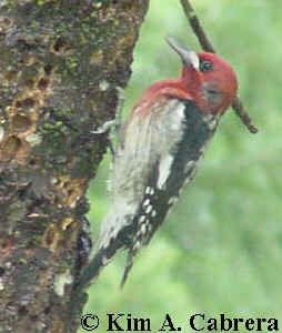 red-breasted
                        sapsucker