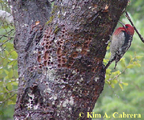 Red-breasted sapsucker wells on a tan oak tree. Photo by
        Kim A. Cabrera. March 2002.
