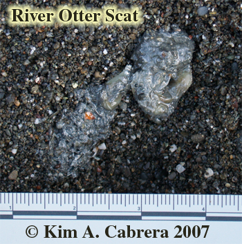 River
                      otter scat. Photo © Kim A. Cabrera 2007.