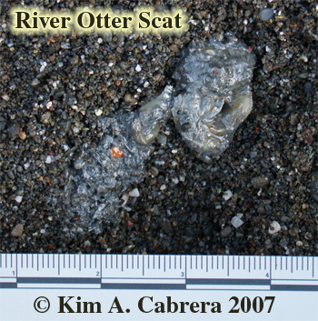 River
                        otter scat. Photo  Kim A. Cabrera 2007