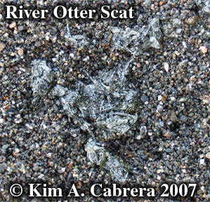 River otter scat. Photo  Kim A. Cabrera
                        2007