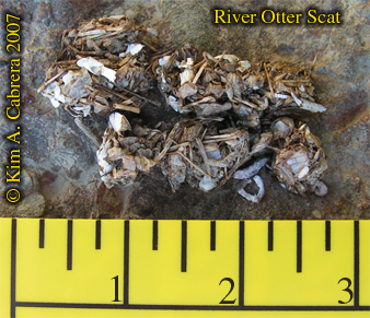 River
                        otter scat. Photo  Kim A. Cabrera 2007