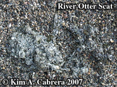 River otter scat. Photo  Kim A. Cabrera
                        2007